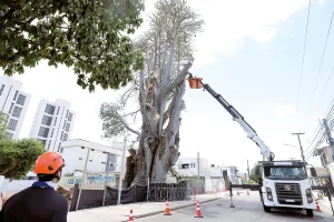 Remoção do Baobá do Poeta é iniciada em Natal