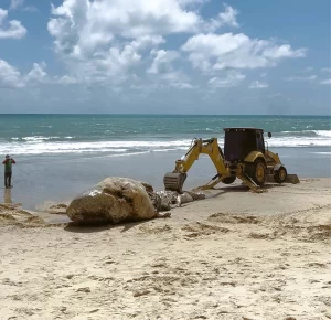 Baleia cachalote de nove metros é encontrada encalhada na Via Costeira