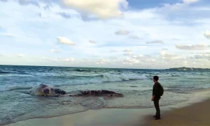 77 encalhes de animais marinhos foram registrados no litoral do RN