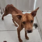 Cães são resgatados em estado crítico de maus-tratos na Zona Norte de Natal