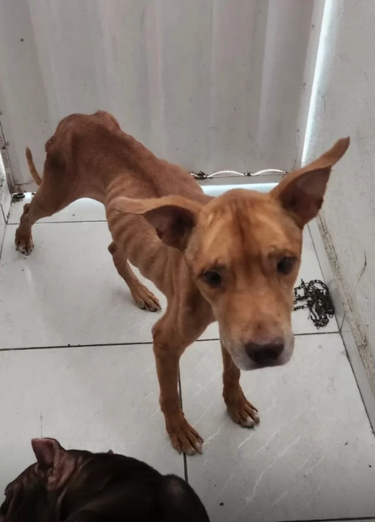 Cães são resgatados em estado crítico de maus-tratos na Zona Norte de Natal