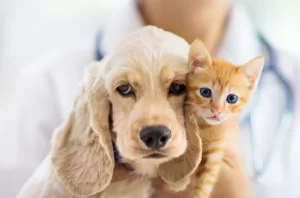 Crescem registros de maus-tratos a animais no RN