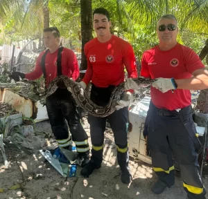 Bombeiros resgatam jiboia na Zona Norte de Natal e garantem segurança da comunidade