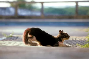 Em 3 meses, RN registra 131 casos de maus-tratos contra animais