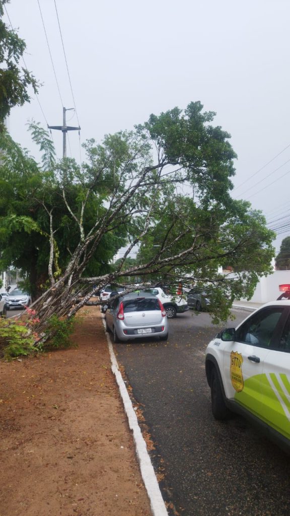 Árvores desabam após chuvas e ventos em diferentes pontos de Natal